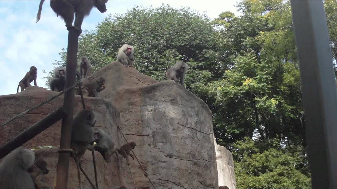Kölner Zoo: Affenfelsen Mantelpavian Fütterung