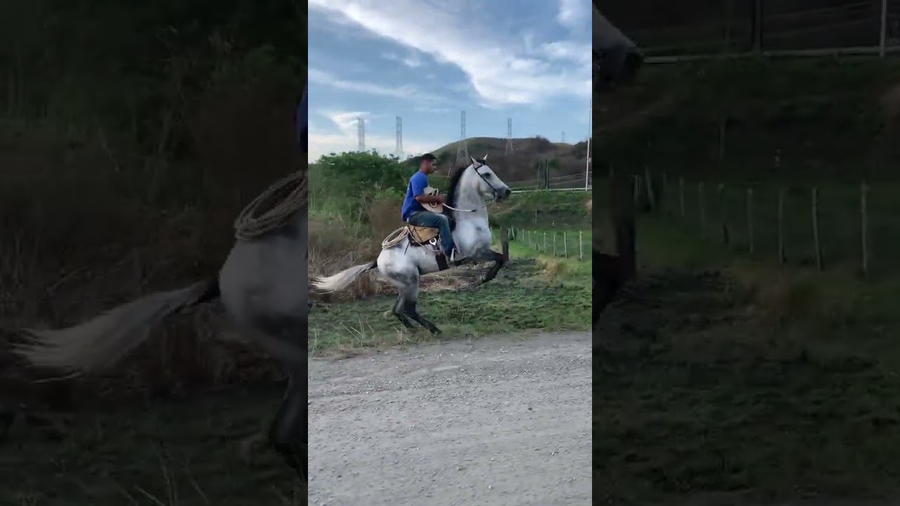 A&iacute; tem press&atilde;o 😹 #cavalo #horse #amorporcavalos #cavalos #amocavalos #fazenda #amocavalo