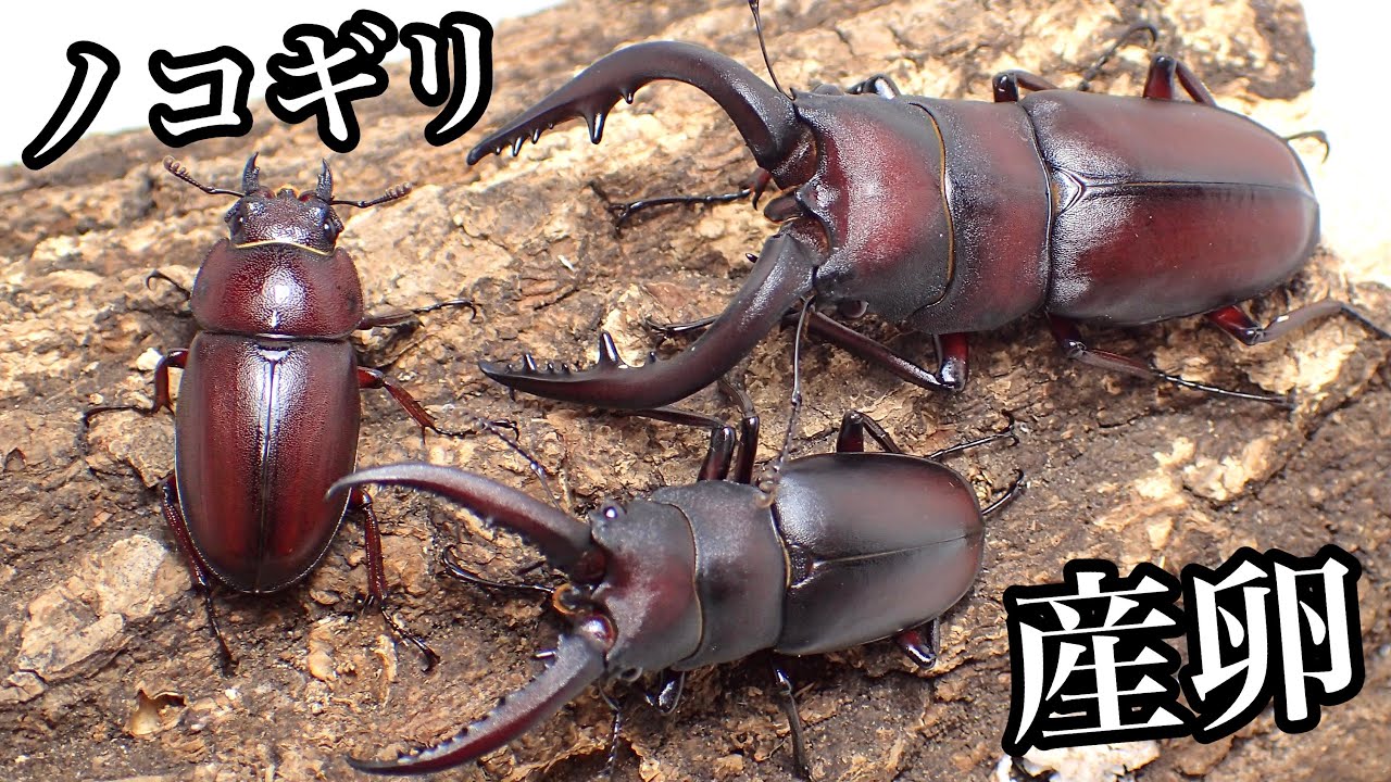 ノコギリクワガタ を簡単に産卵させる方法【クワガタ飼育】