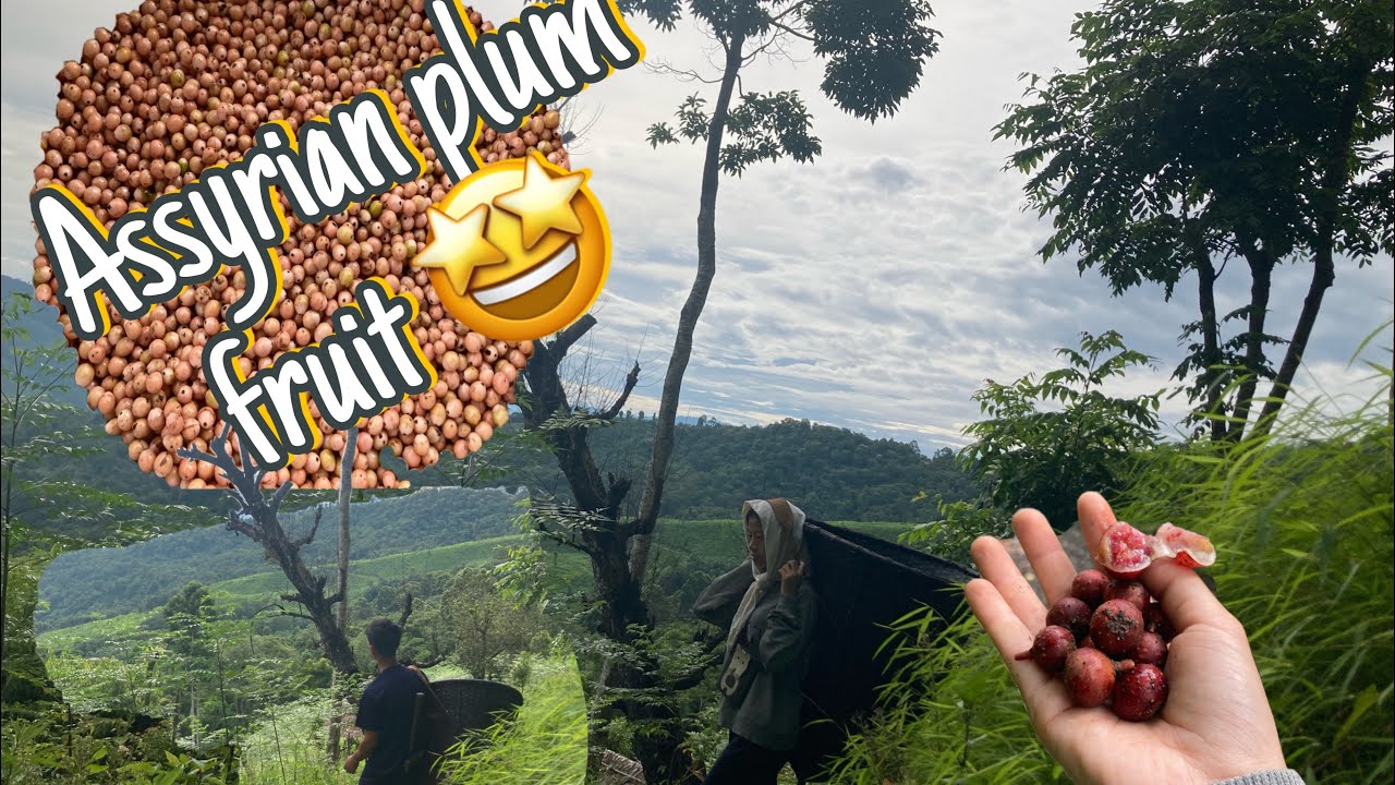 PICKING ASSYRIAN PLUM FRUIT FOR FERMENTING II THE FULL PROCESS II NAGALAND  🇳🇪
