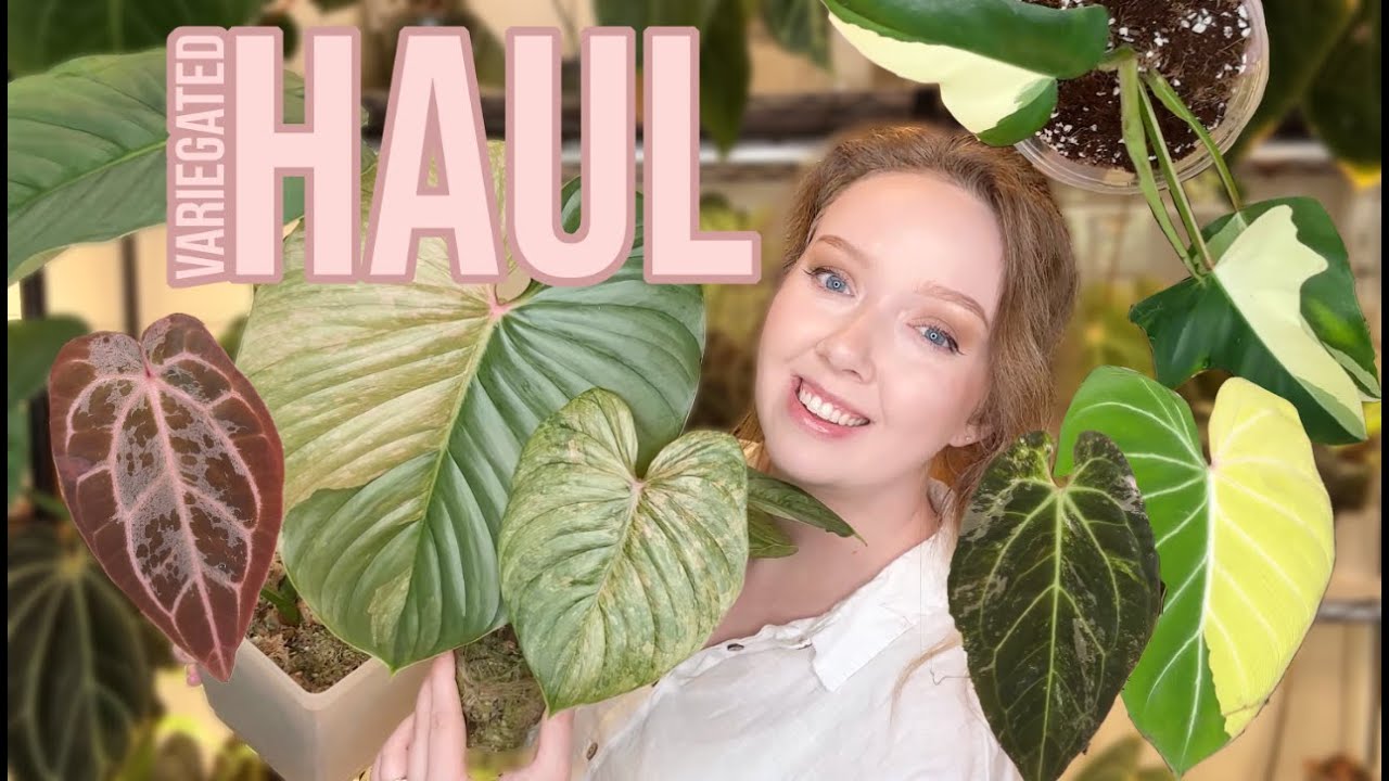 you guys like variegated plants, right? | Variegated PLANT HAUL