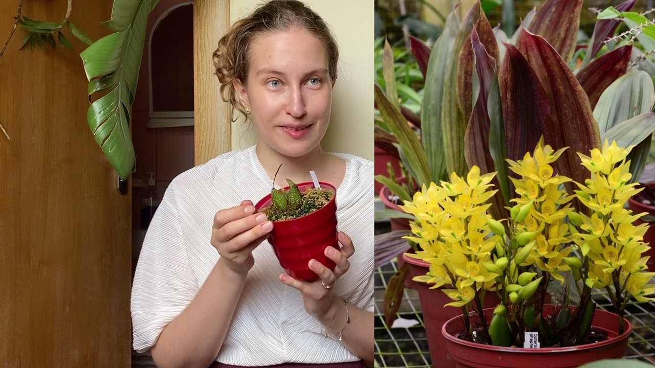 Цветение орхидей июль 2022. Soterosanthus, Ionopsis paniculata, Howeara и онцидиум из Цветозавра