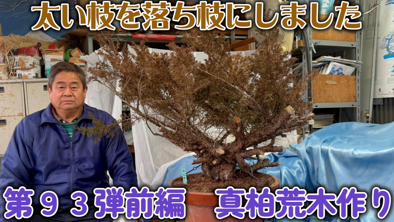 【盆栽】第９３弾前編　真柏の荒木作り【太い枝を落ち枝にしました】