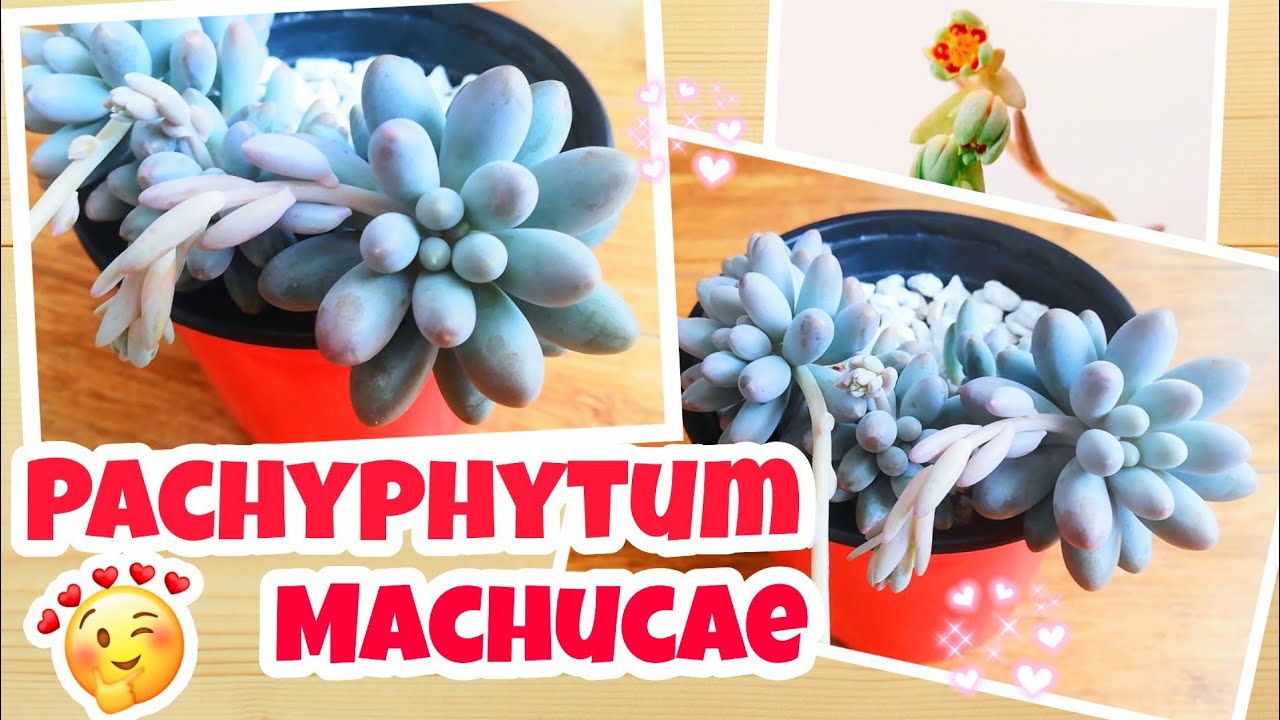 Pachyphytum Machucae🥰/Pachyphytum Baby Fingers/😲SuculentA AZUL 🔵/Suculenta de Sol /Moonstones
