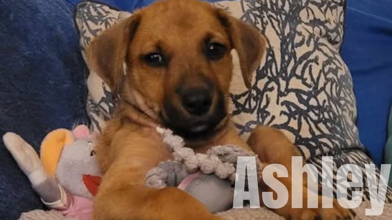 Ashley, disponible à l'adoption