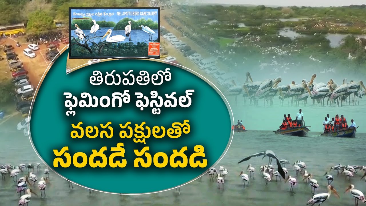 From Flamingos to Pelicans | Flamingo Bird Festival Attracts Tourists in Tirupati Dist | IdiSangathi