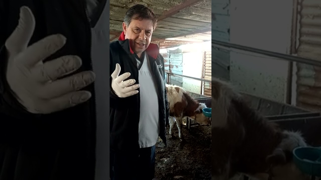 Büyükbaş hayvanlarda 3 lü karma aşı nedir ve faydaları nelerdir. vet.hekim.  Erdal manavoğlu