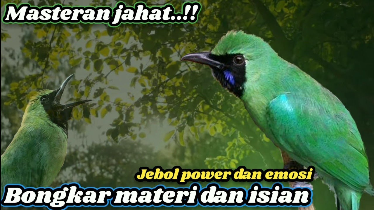 Masteran Cucak ijo Konslet‼️Full tembakan dan besetan kasar