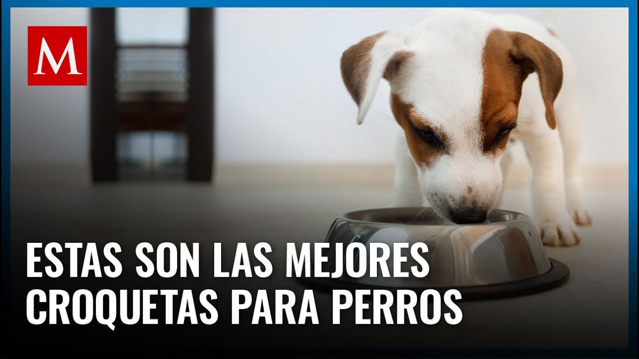 Esta es la marca de croquetas que cumple con todas las normas y la más barata, según Profeco