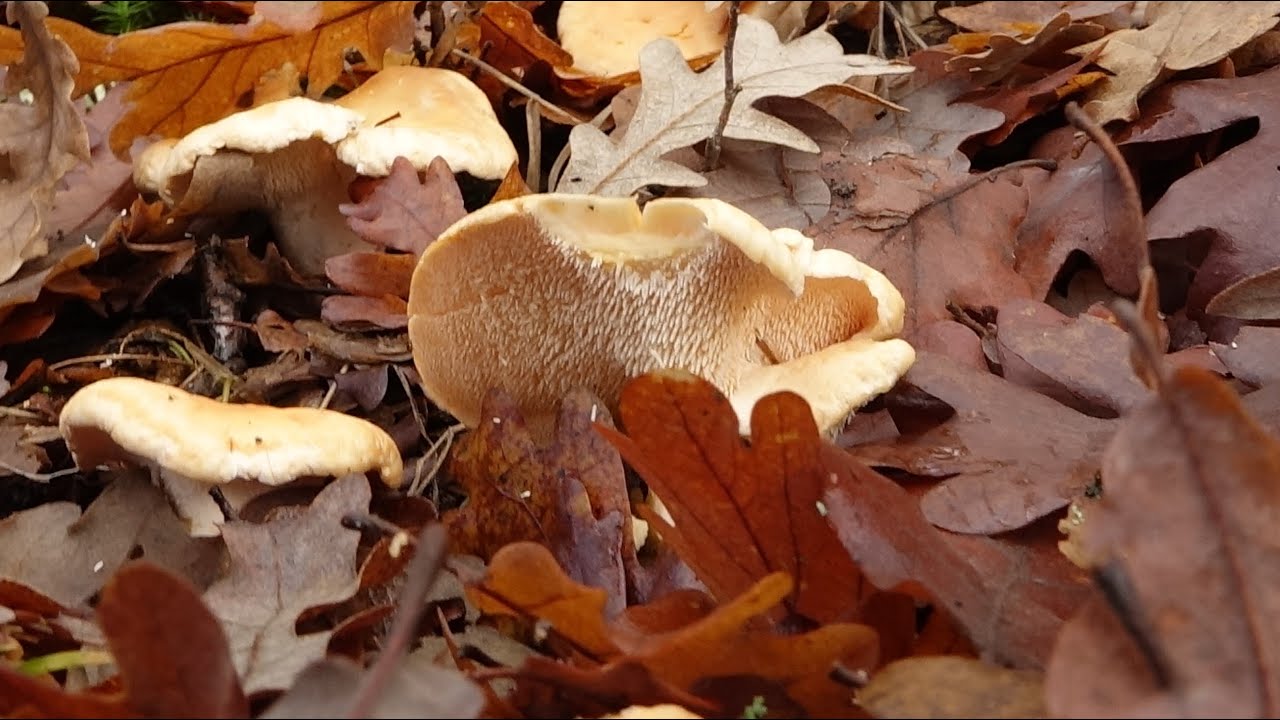 Hydnum repandum - Lengua de gato