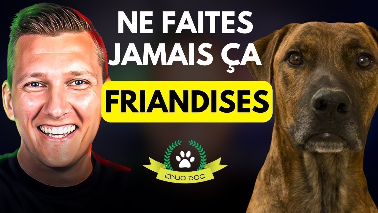 Les pièges à éviter dans l'utilisation des friandises en dressage de chien