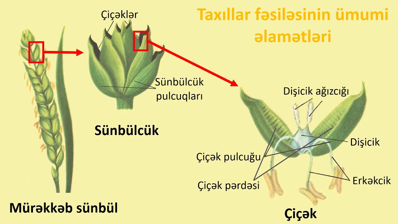 Biologiya 7-ci sinif 18. Birləpəlilər sinfi. Taxıllar və zanbaqlar fəsiləsi.