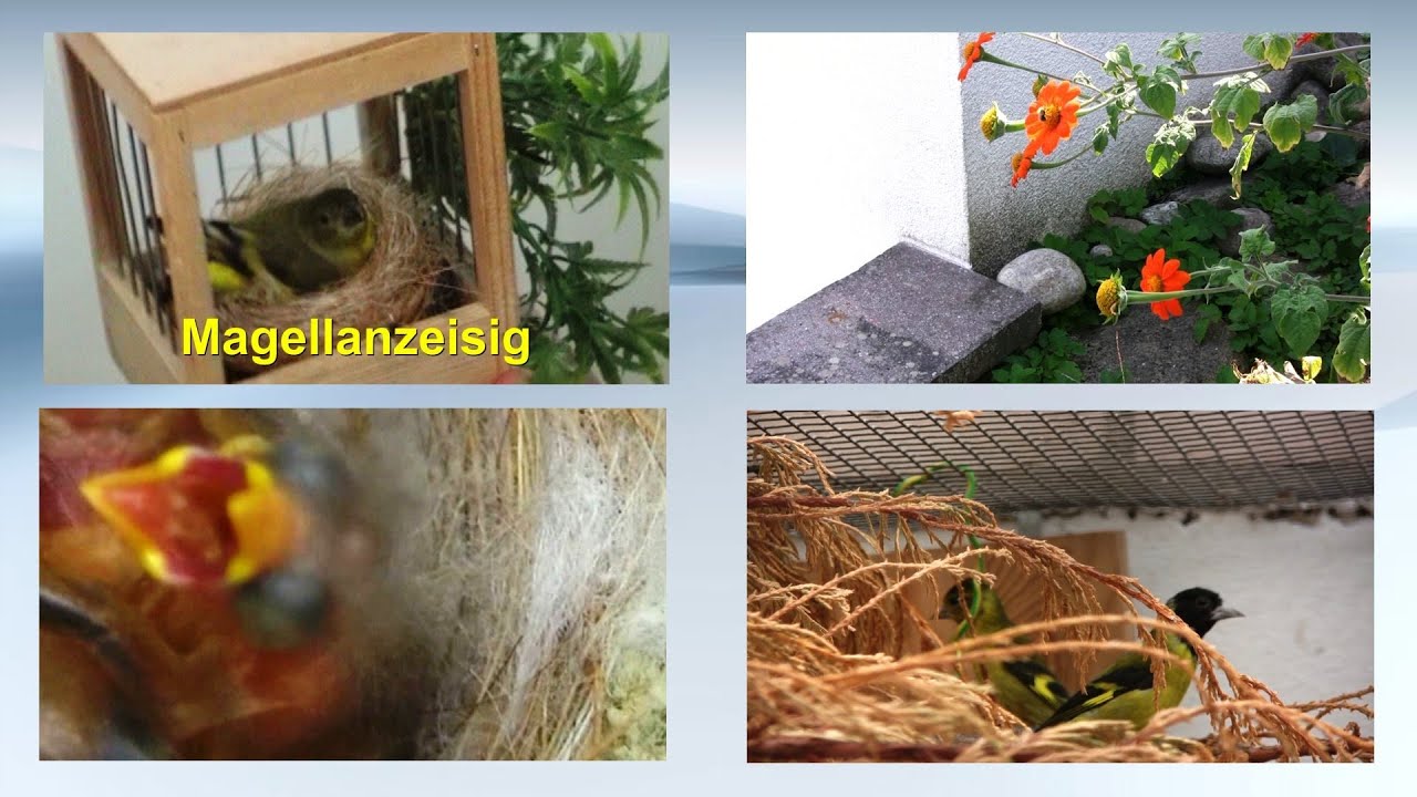 Zeisigzucht bei Züchterfreunden.Schwarzzeisige usw. #vogelzucht