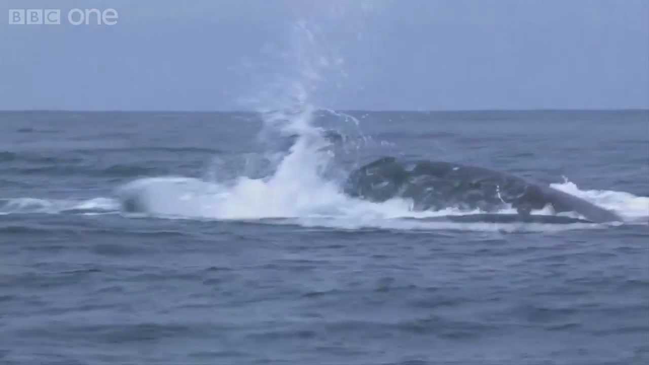 Humpback whales' attempt to stop killer whale attack - Planet Earth Live - BBC