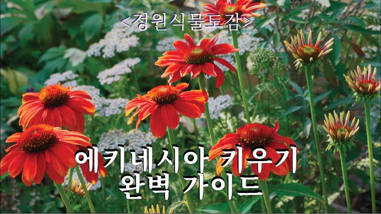 여름꽃 최강자 에키네시아 특징, 키우는 법 그리고 품종까지! 정원식물도감 에키네시아편