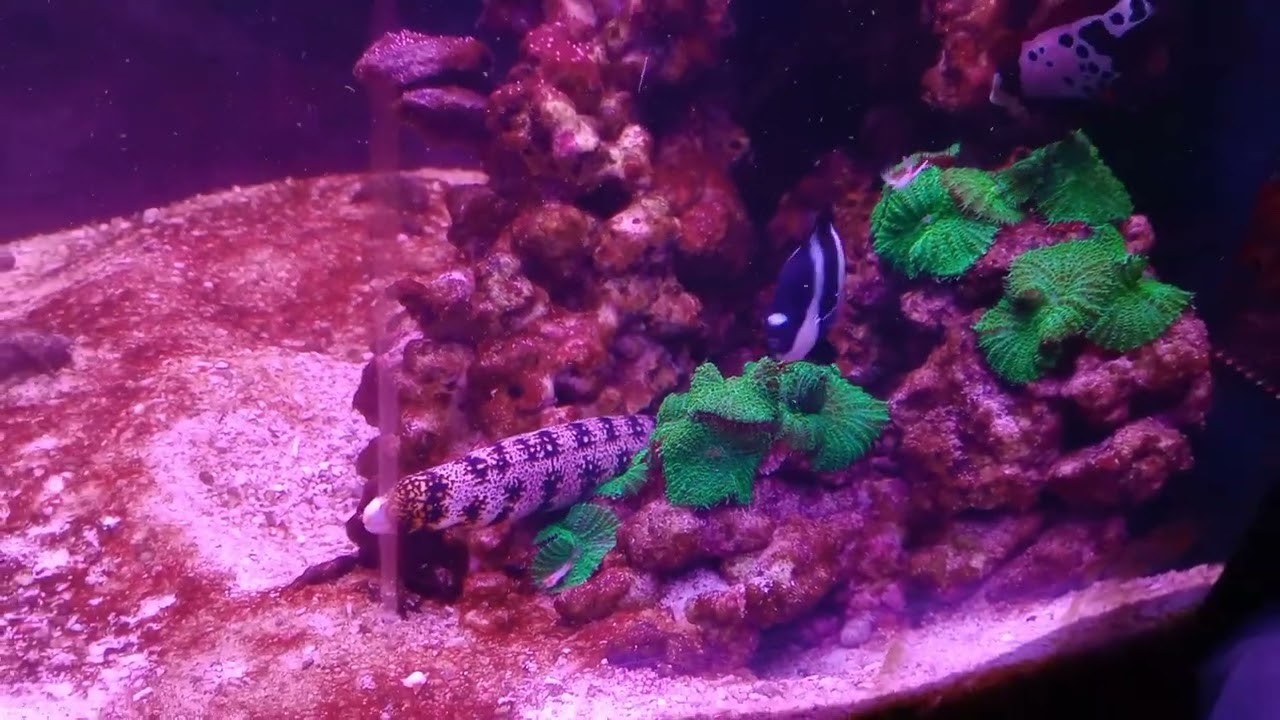Snowflake Eel