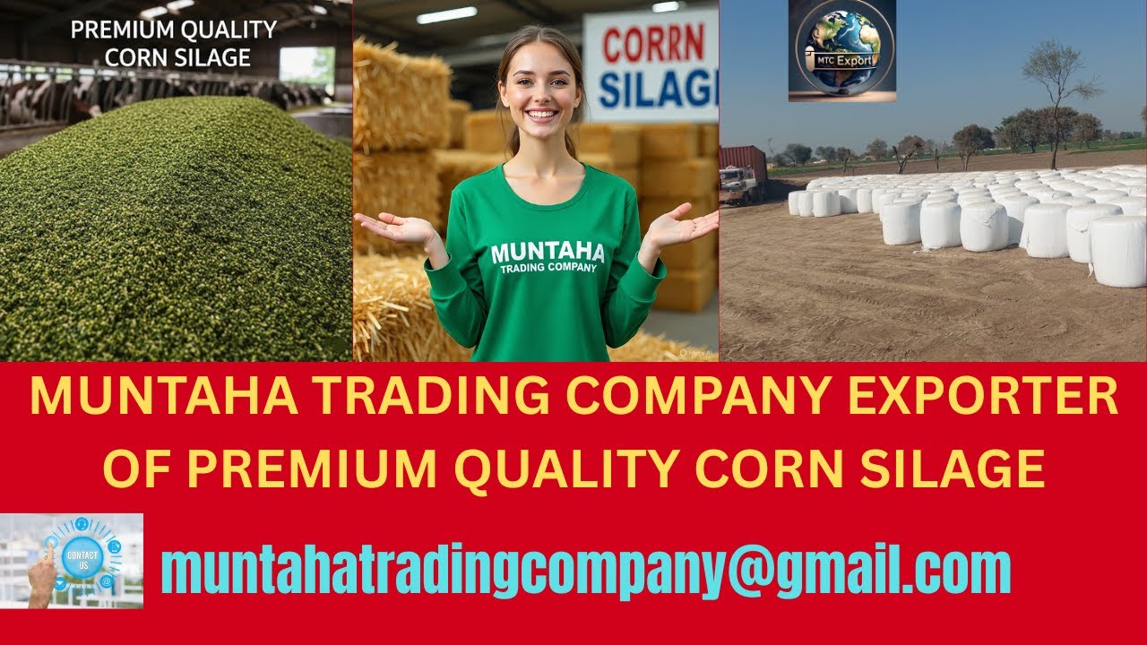 Premium Corn Silage Export | High-Quality Livestock Feed by Muntaha Trading Company