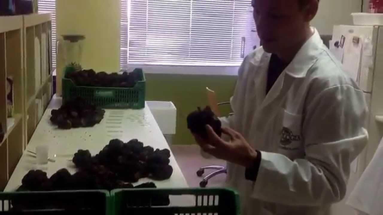 How to analyze black truffles to be used for inoculum