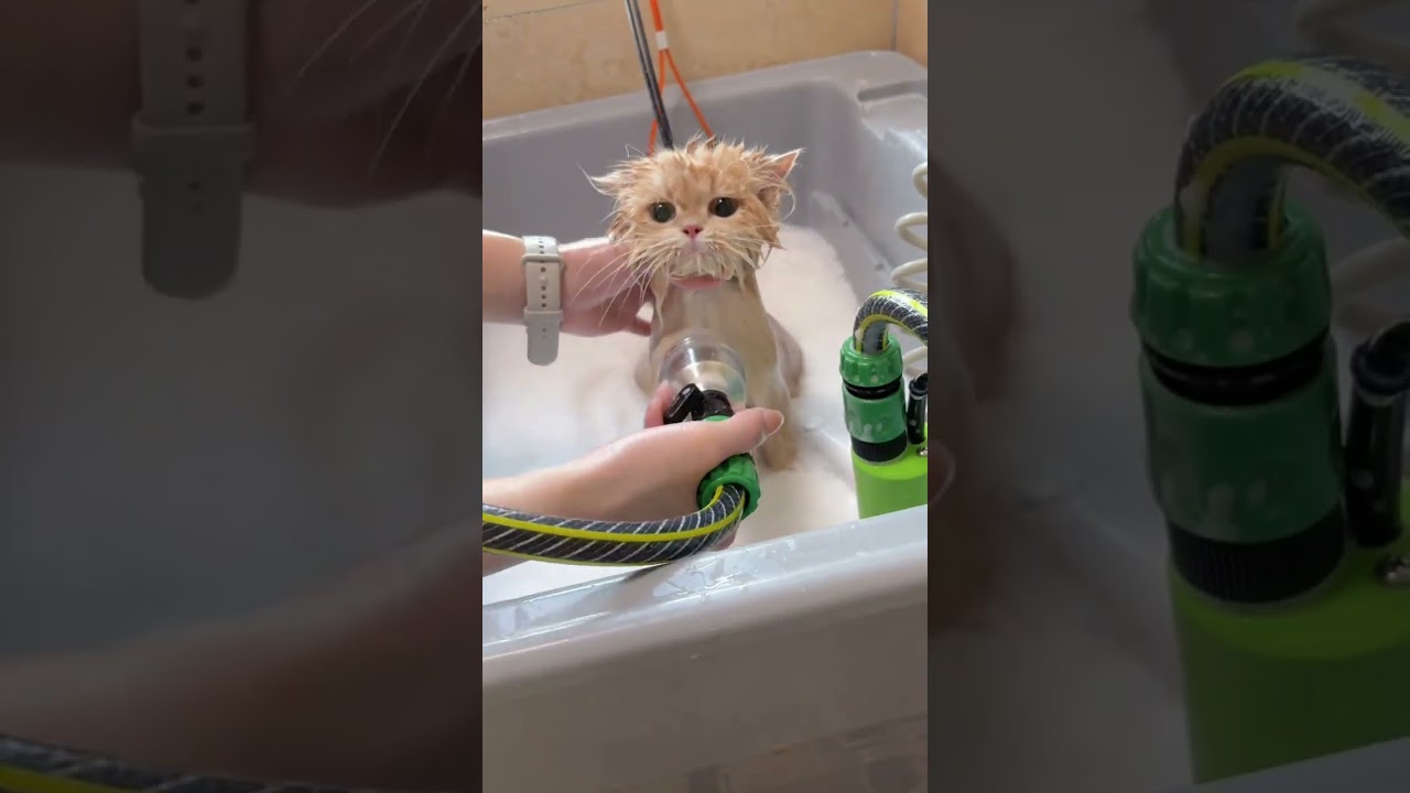 Vlog Cat House Daily Sending the Cheese Kid to His New Home