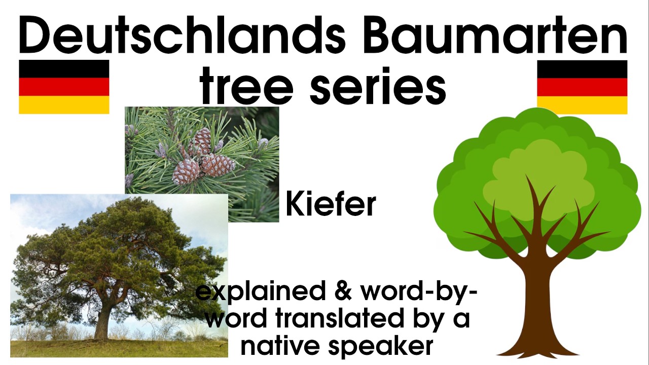 Kiefer | Deutschlands Baumarten - tree series | Learn German