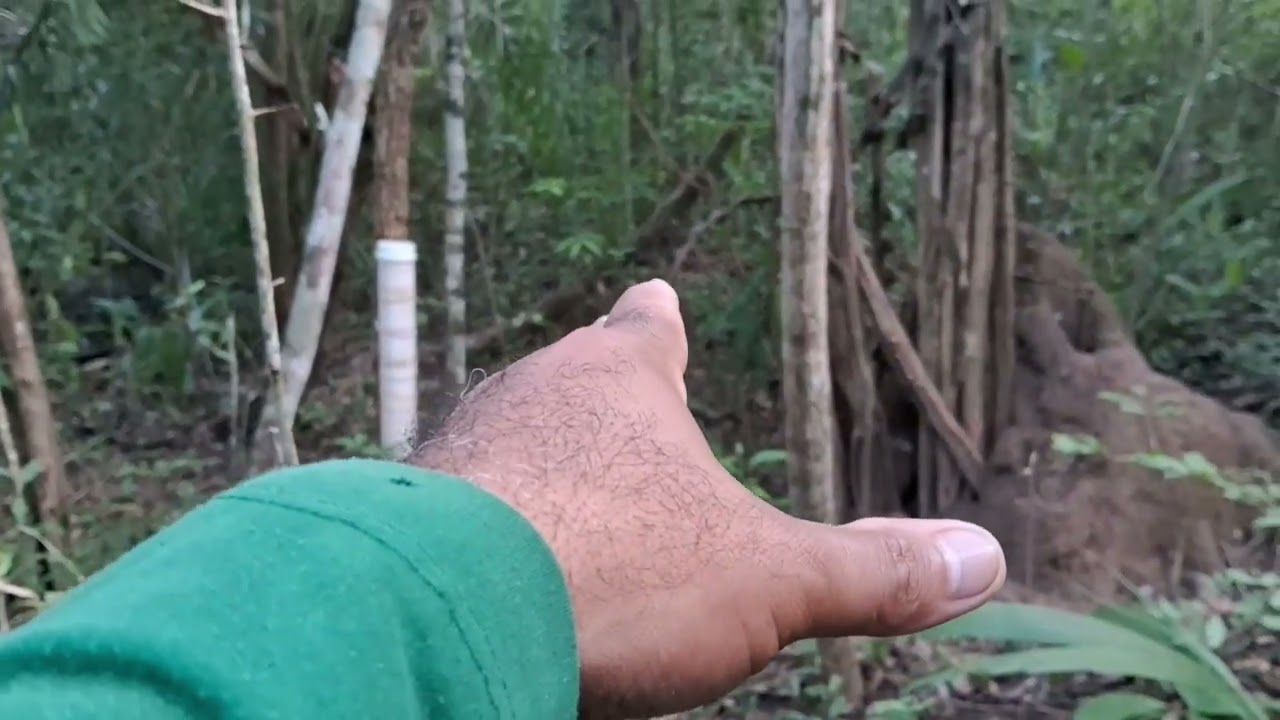 Esperada na ceva com sucesso confira