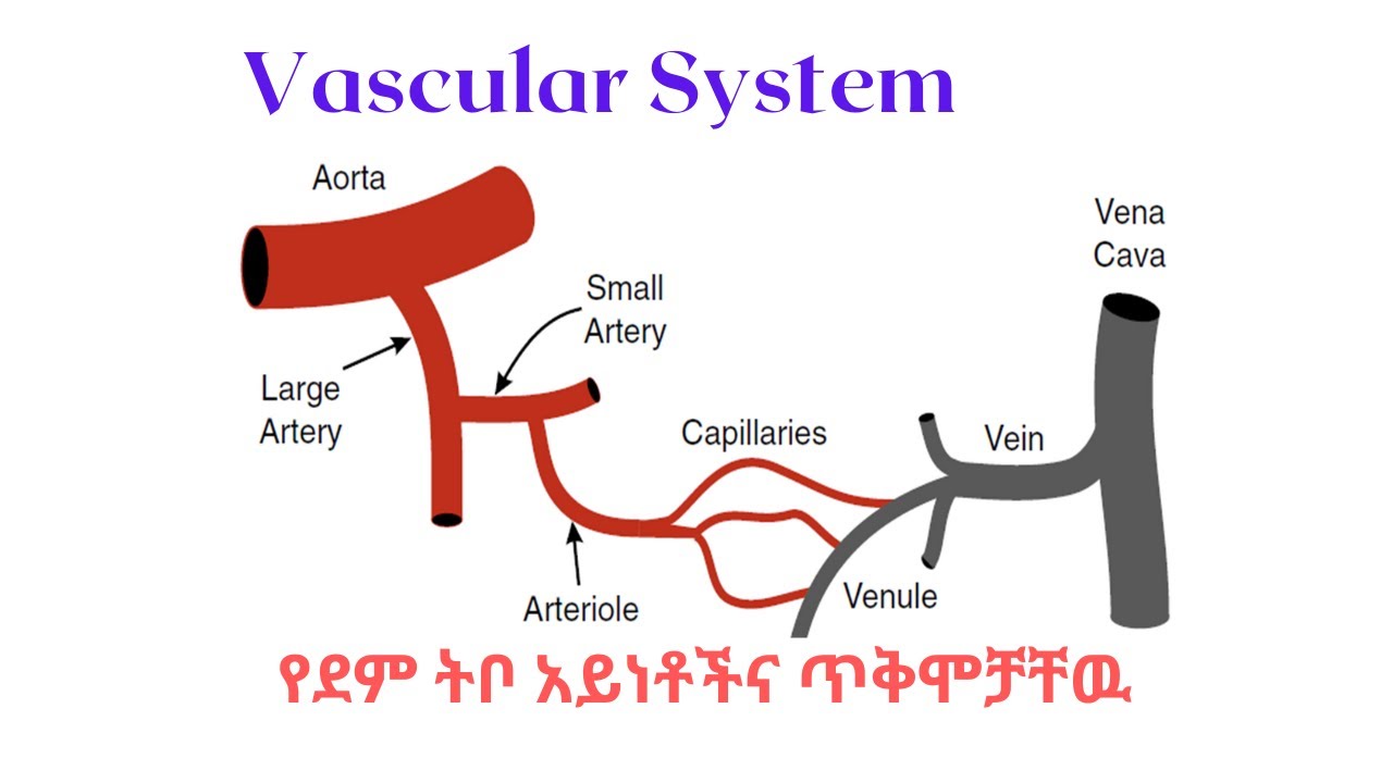 Vascular System | የደም ትቦ አይነቶችና ጥቅሞቻቸዉ | ፊዚዮሎጂን በጥልቀት | Arteries | Veins | Capillaries |
