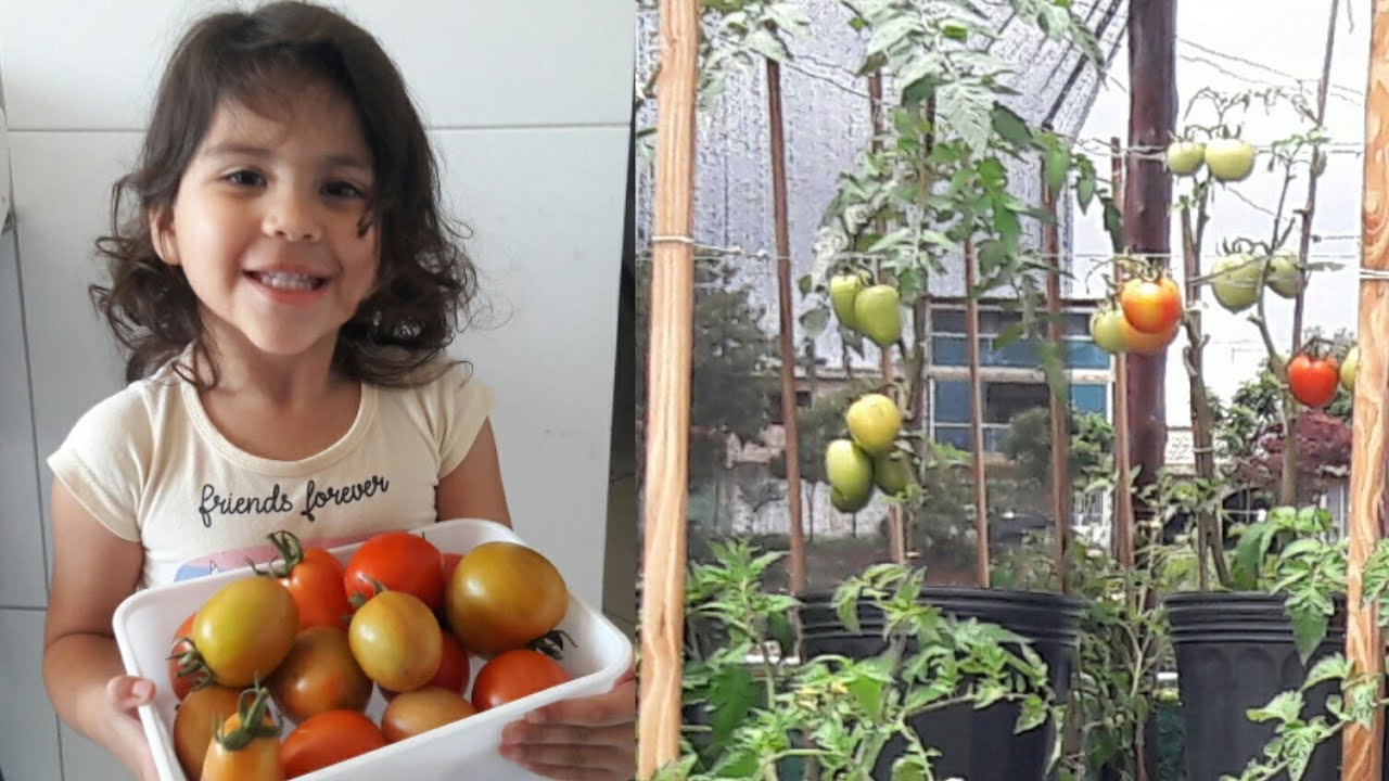 🍅Bela colheita de tomates em vaso#hortaemcasa #hortaemvaso#hortanoquintal