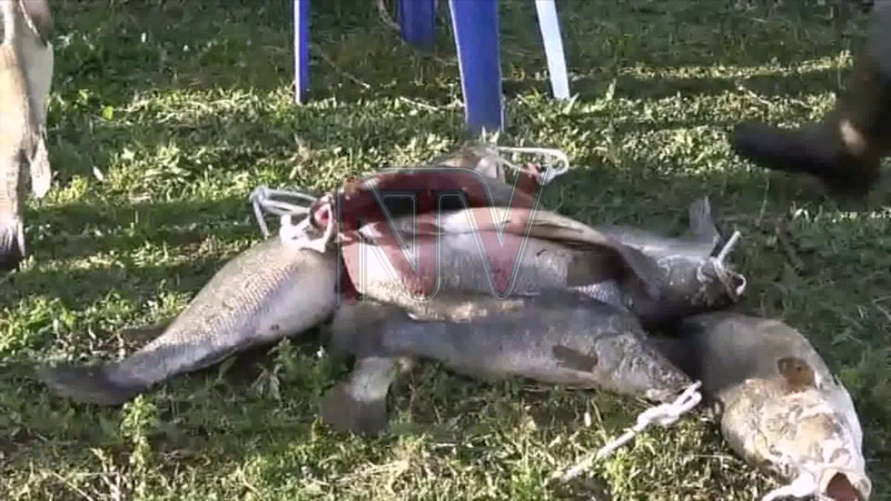 Lake Kwania landing site opened up
