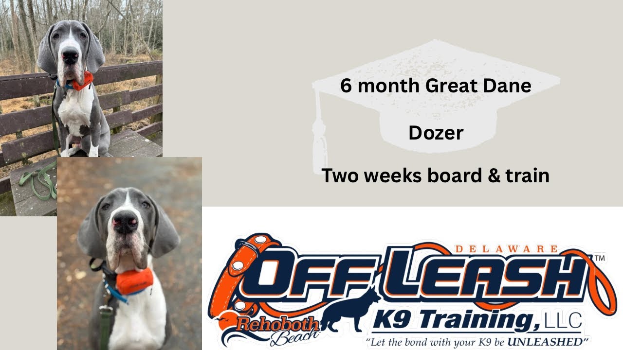 6 Month Great Dane (Dozer) | Best Delaware Dog Trainers | Off Leash K9 Training Delaware 