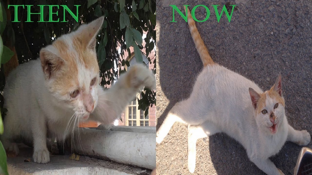From Feral Kitten To Friendly Kitten