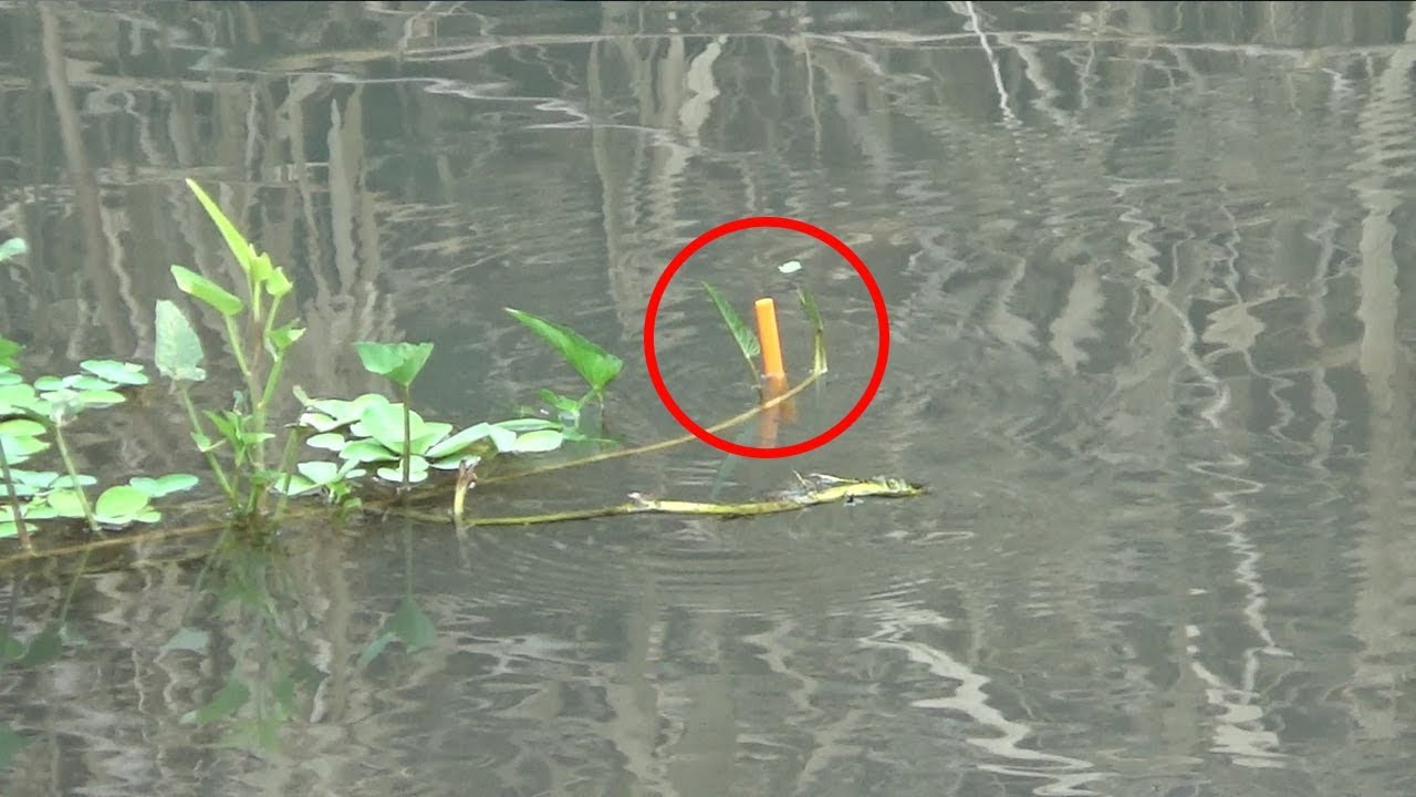 Mancing Umpan Daun Kangkung Muda Di Sungai Dangkal,,!!Di Jamin Seru