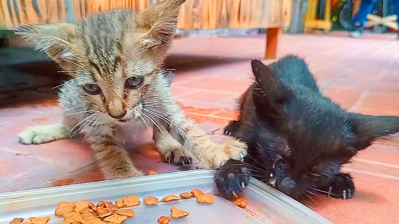 CRUEL owners EVICT them: One of them Did SOMETHING so common that later I REGRET .
