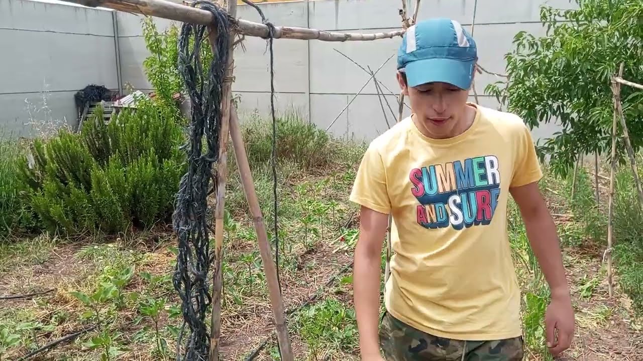 La mejor forma de ENTUTORAR TOMATES 🍅🍅🍅👌