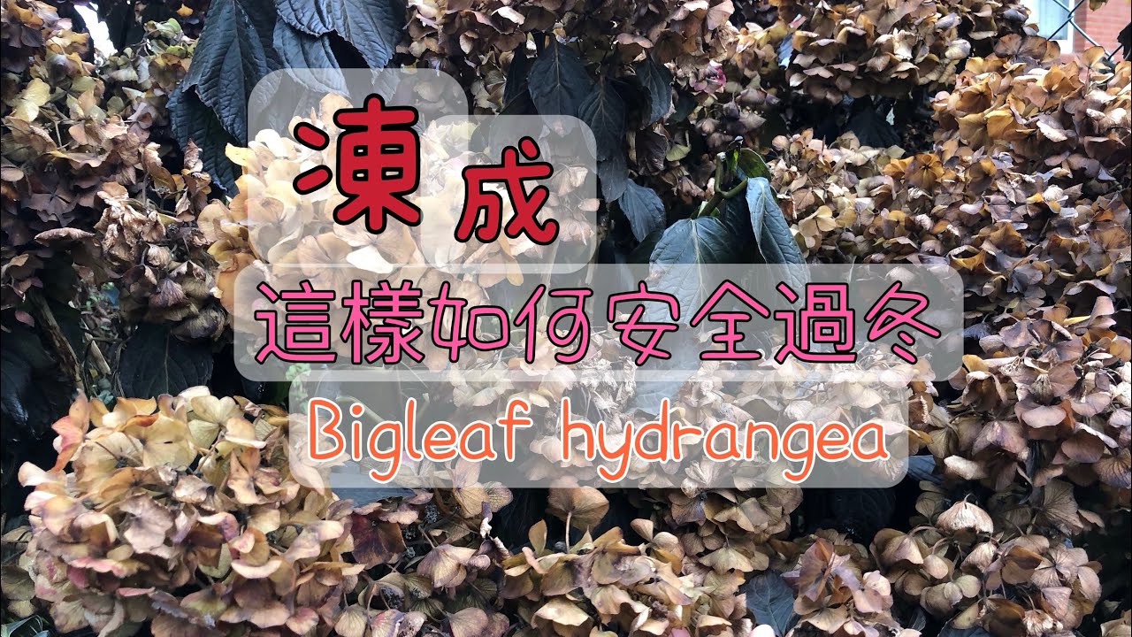 大叶绣球Hortensien户外地栽北方如何安全过冬/绣球幼苗过冬需要注意的事项/魔幻系大叶绣球可以户外安全过冬吗/27.11.2022