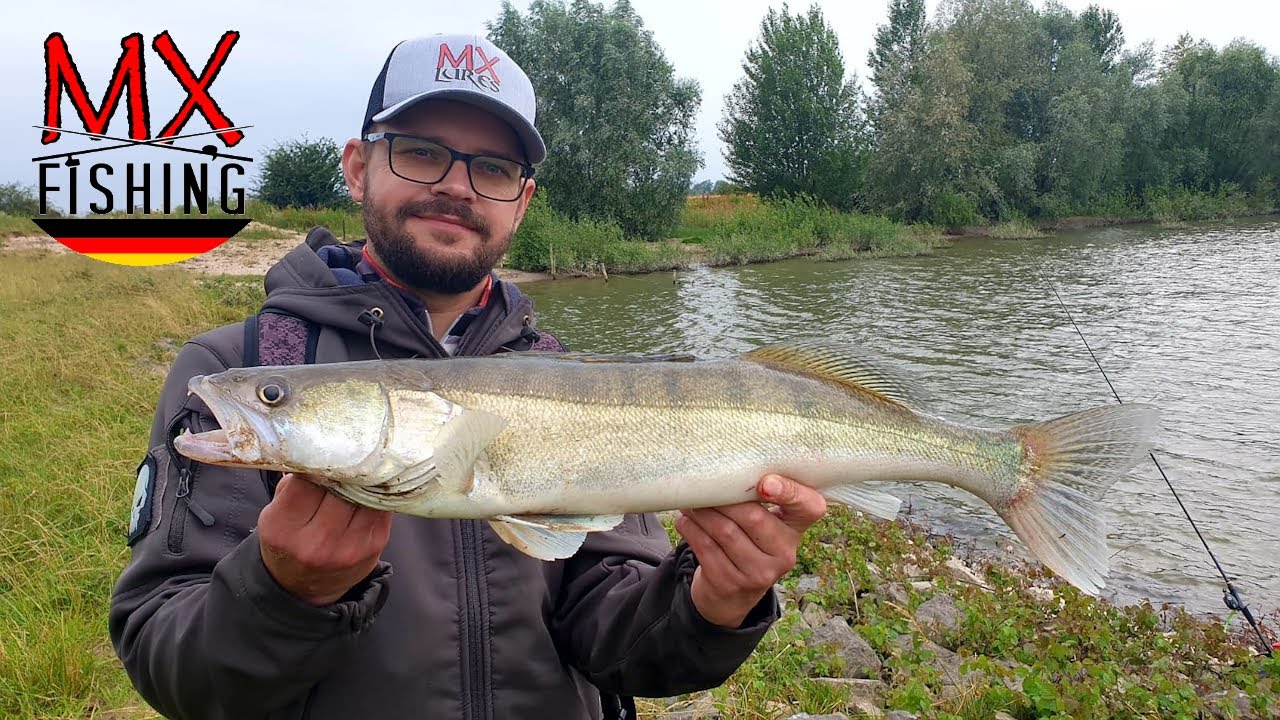 Zander, Hecht und Barsche/ Spinnfischen in den Niederlanden, bei Hochwasser und Regen #Zander #jig