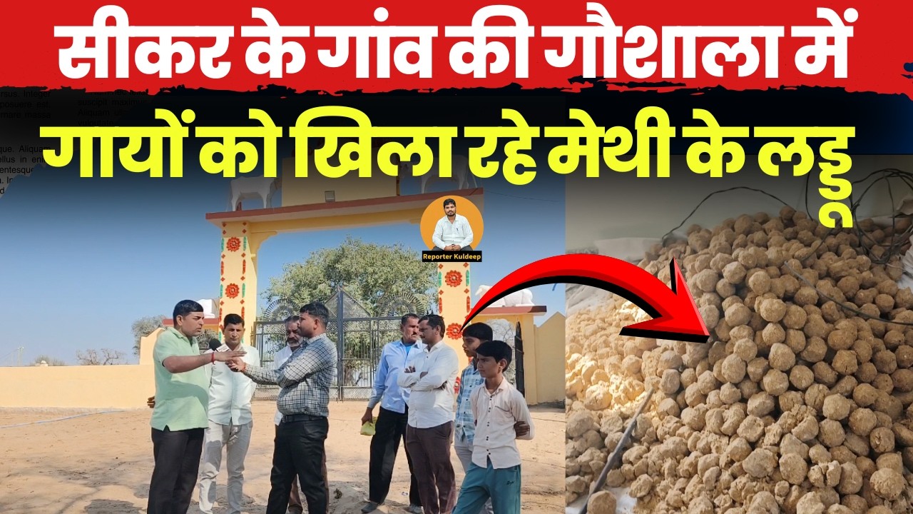 सीकर के गांव की गौशाला में हुई गायों की मौज,मेथी के लड्डू मिल रहे चारे में देखें ग्राउंड रिपोर्ट~