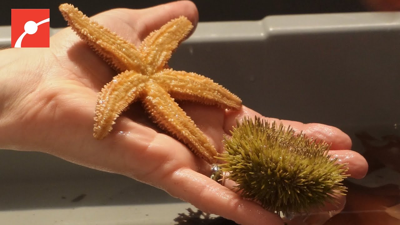 How Do Sea Stars and Sea Urchins Eat? 🌊