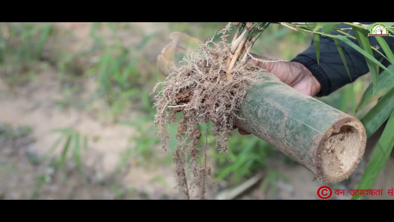 Institute of Forest Productivity film on Bamboo Flowering
