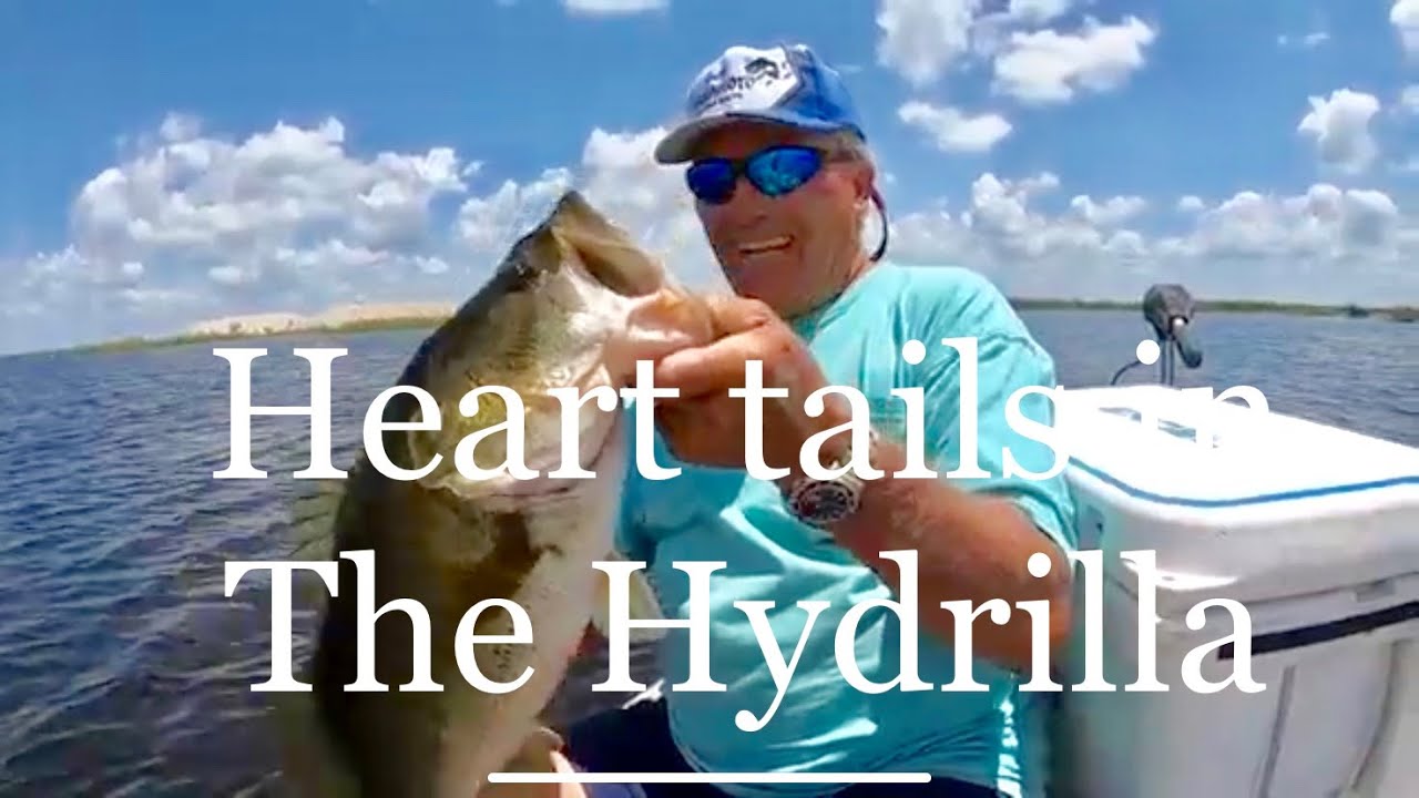 Big Bass in the Hydrilla on the Heart Tail