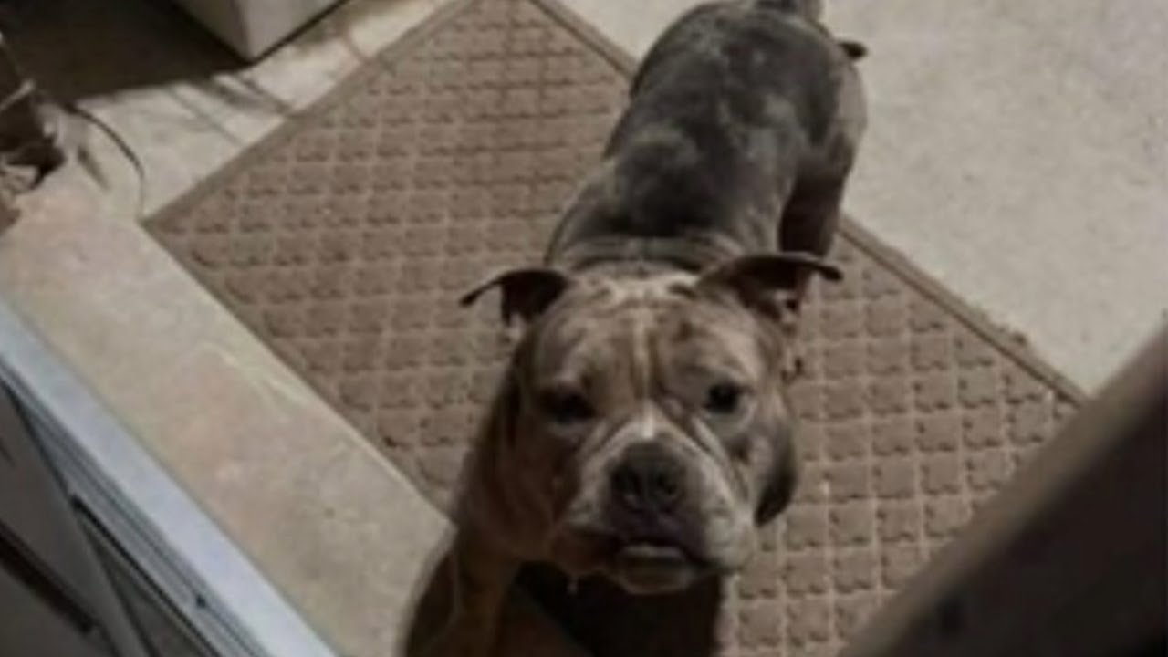 Dog rips toddler's front teeth out during attack