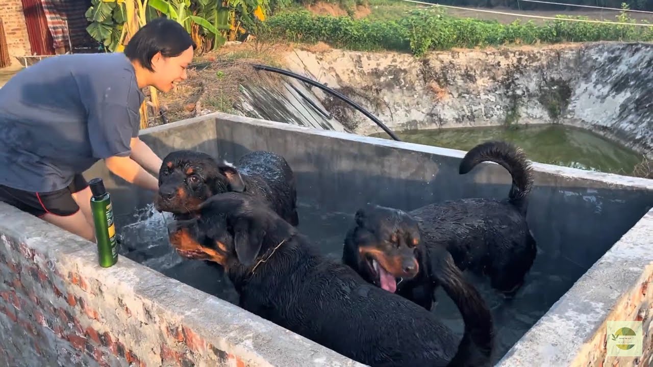 Mỗi Ngày Là Một Niềm Vui| Every Day Is A Joy 🐶🥰😁 #phuongnamsilk #rottweiler #funny #viral 