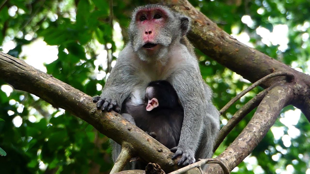 Jane feeling is good coz she calls finding Jazzy & Jody monkey to meet