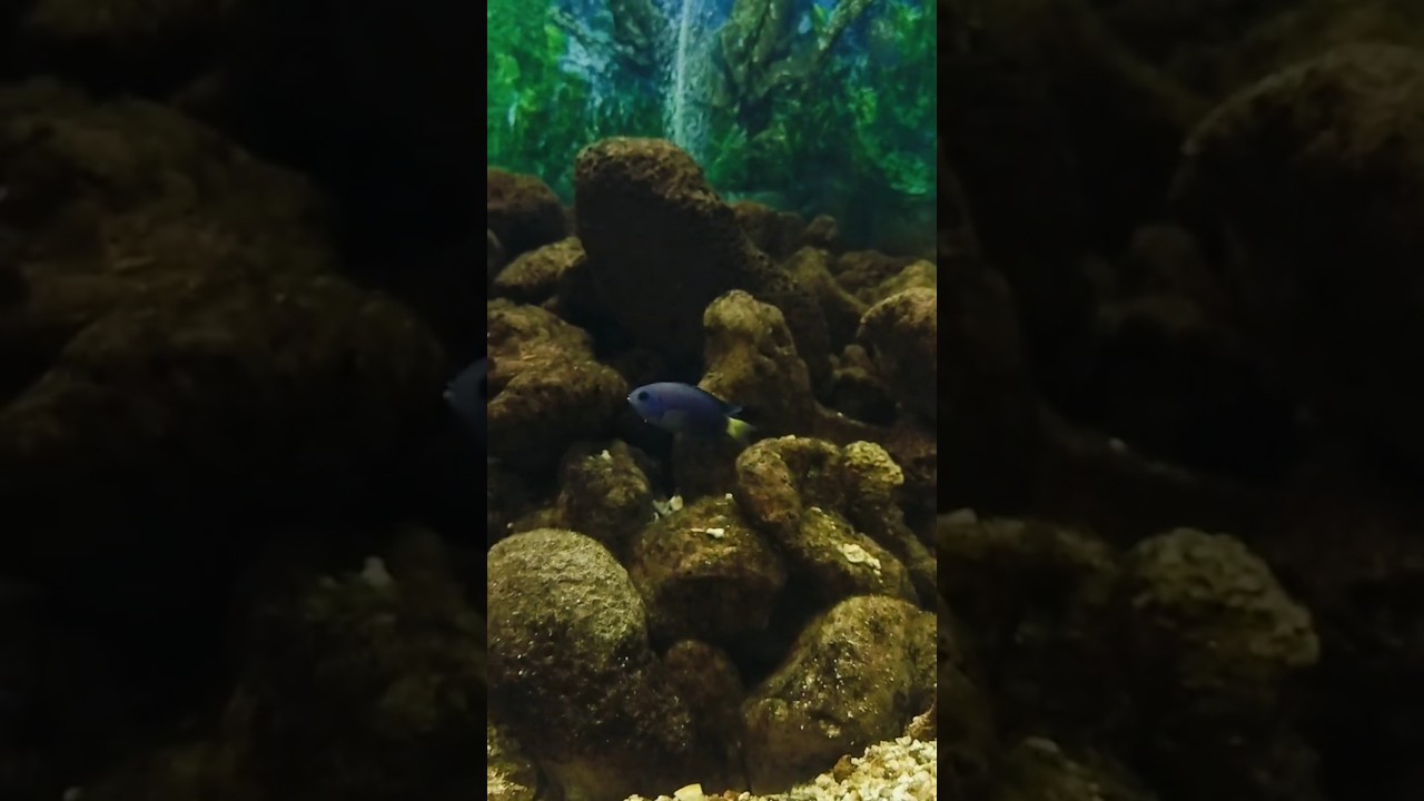 We see all types of fish 