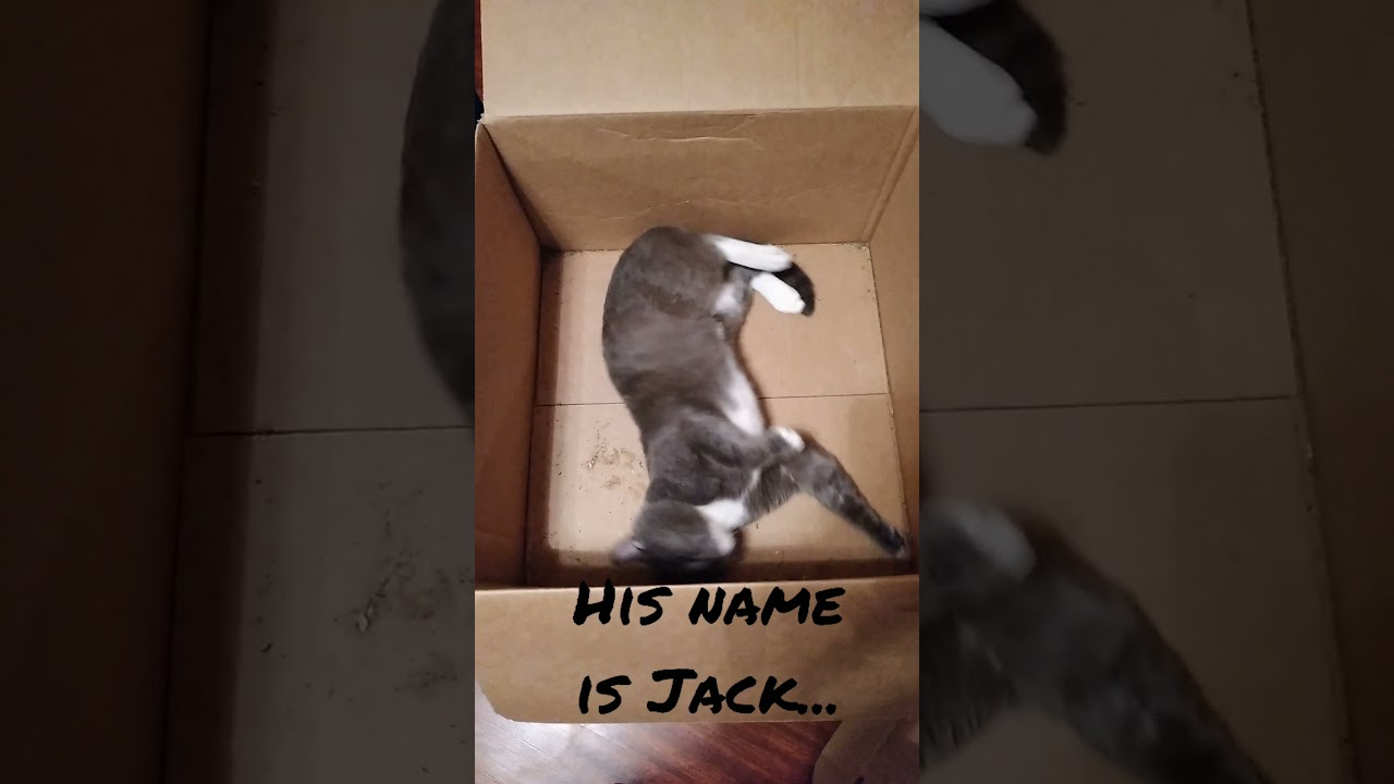 #shorts Jack in the box!