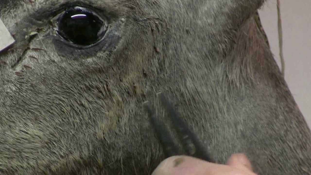 Testa's Taxidermy Tip - Finishing a Deer Head
