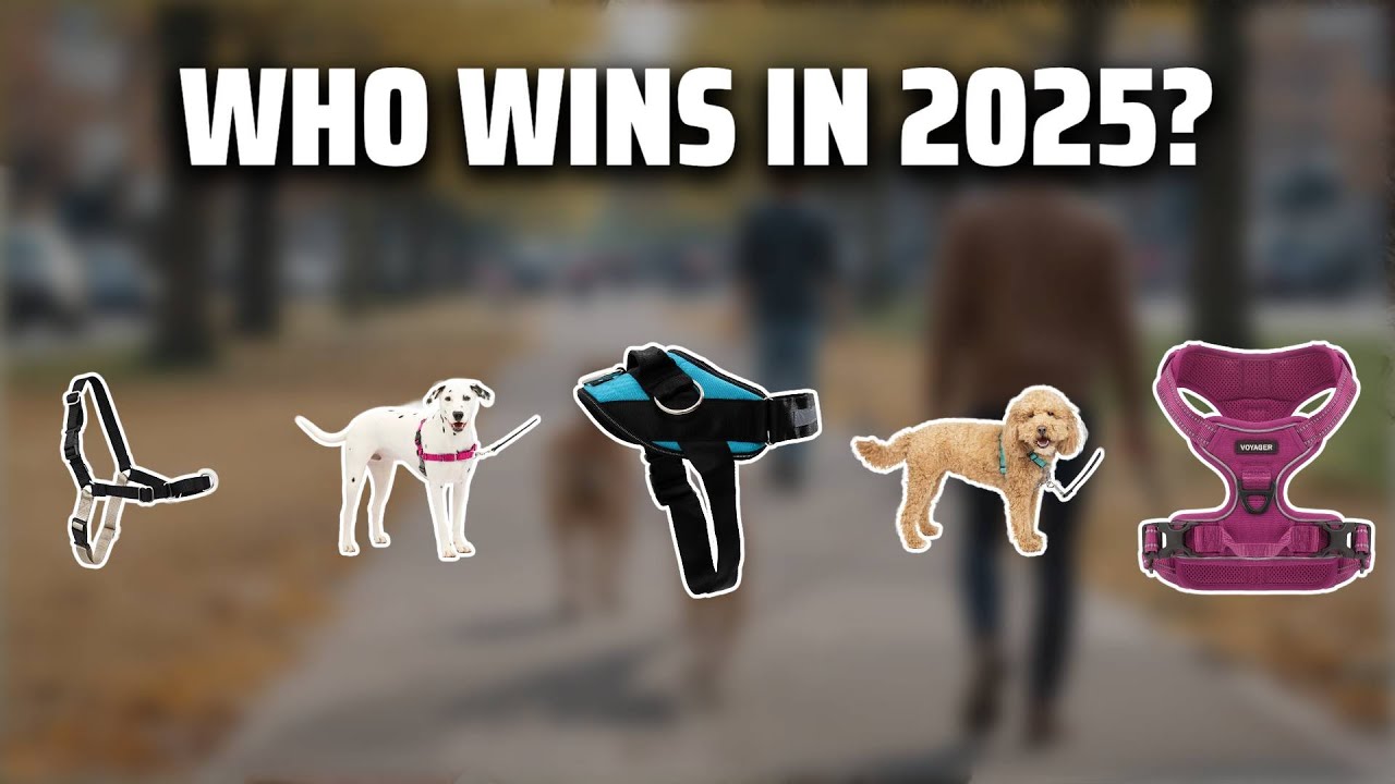 The Top 5 Best Easy Walk Harness in 2025 - Must Watch Before Buying!