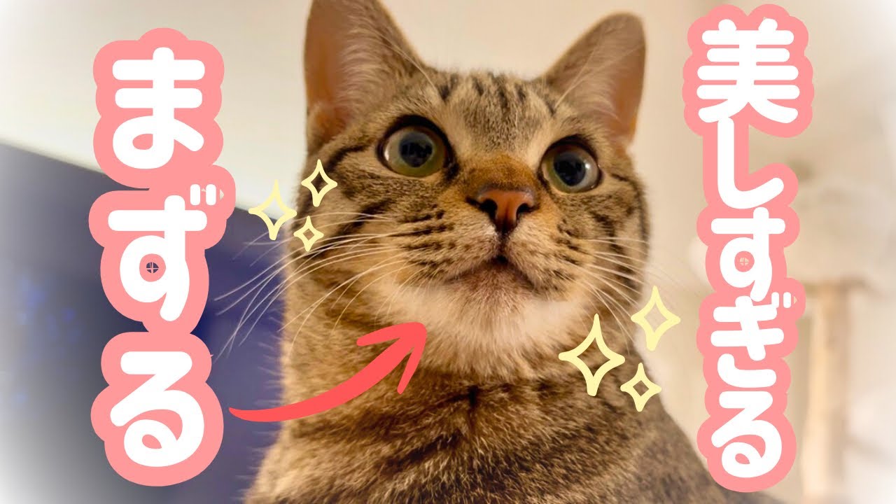 美しすぎるキジトラ猫の「まずる」を存分にご堪能ください…