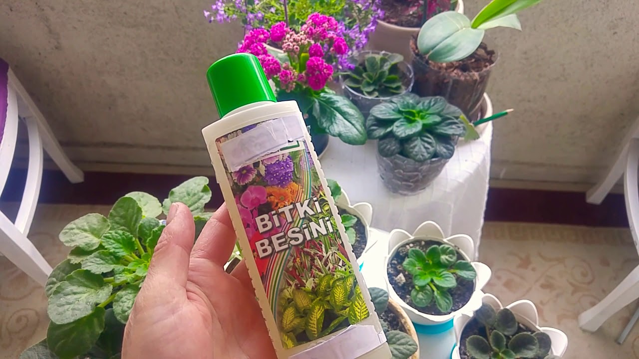 Bitki Besini. Bitki Besini ile çiçeklere bahar bakımı nasıl yapılır? Plant food