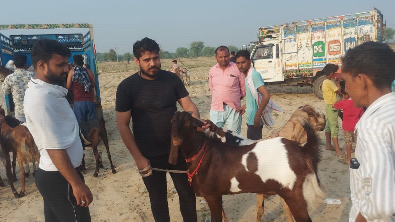 Mathura Goat Market | The biggest Of barbara market | @barbarigoatfarm