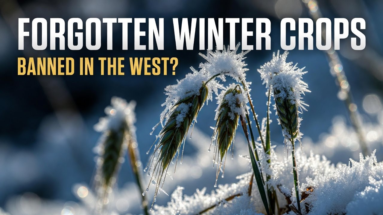 Forgotten Soviet Crops That Grow Through Snow and Ice (Game-Changer for Cold Climates)